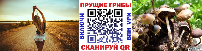 Псилоцибиновые грибы Cubensis  купить   Анадырь 